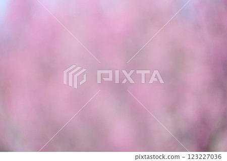 Pink flowers spring out of focus background material Pink flowers spring out of focus background material 123227036