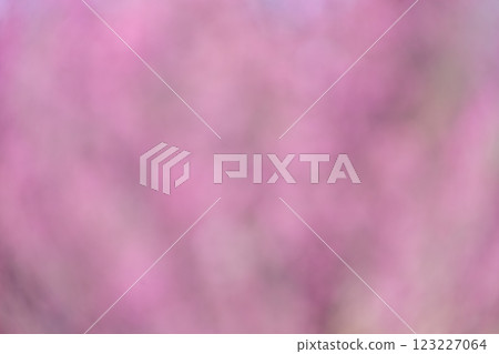 粉紅色花朵春天失焦背景素材 123227064
