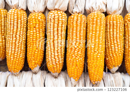 Background of corn that has row to dry for keepting Background of corn that has row to dry for keepting 123227106