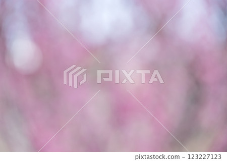 粉紅色花朵春天失焦背景素材 粉紅色花朵春天失焦背景素材 123227123