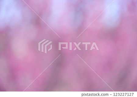 粉紅色花朵春天失焦背景素材 123227127