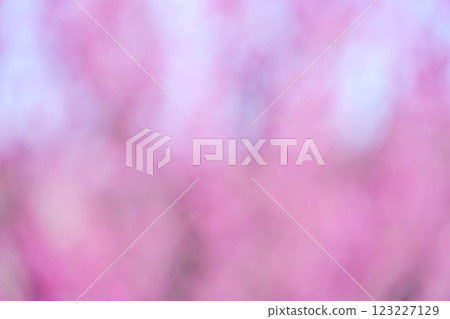 粉紅色花朵春天失焦背景素材 123227129