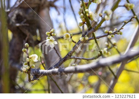 Blue axis Blue axis plum White plum Plum grove Spring flowers Material 123227621