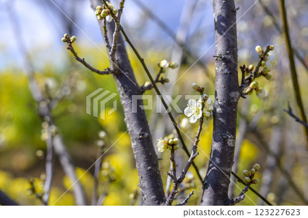 Blue axis Blue axis plum White plum Plum grove Spring flowers Material 123227623