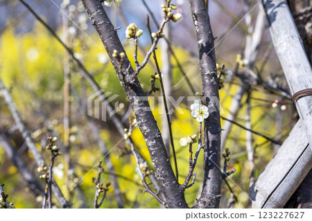 青軸 青軸梅 白梅林 春季花卉 材料 青軸 青軸梅 白梅林 春季花卉 材料 123227627