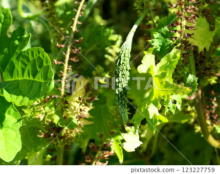 在田裡種植的小苦瓜 在田裡種植的小苦瓜 123227759