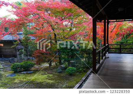 View of autumn leaves from a Japanese-style room at Daihoin Temple View of autumn leaves from a Japanese-style room at Daihoin Temple 123228350
