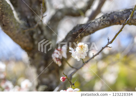 十郎梅 白梅 梅林 春天的花 材料 123228384