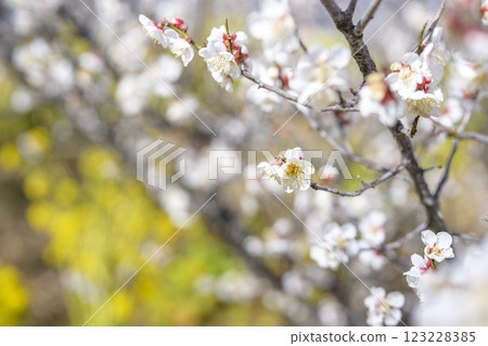 十郎梅 白梅 梅林 春天的花 材料 123228385