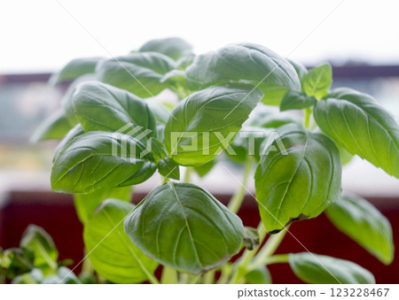 Basil leaves, young leaves, herbs, home garden, Italian cuisine Basil leaves, young leaves, herbs, home garden, Italian cuisine 123228467