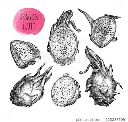 Dragon fruit ink sketch set. 123228509