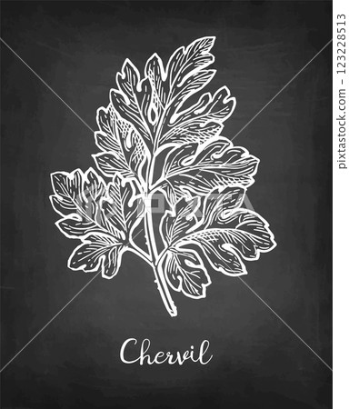 Chervil herb chalk sketch Chervil herb chalk sketch 123228513