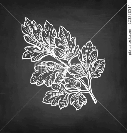 Chervil herb chalk sketch Chervil herb chalk sketch 123228514