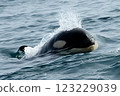 Rausu Sea Shachi 123229039