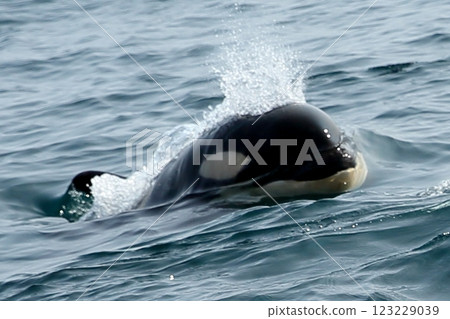 Rausu Sea Shachi 123229039