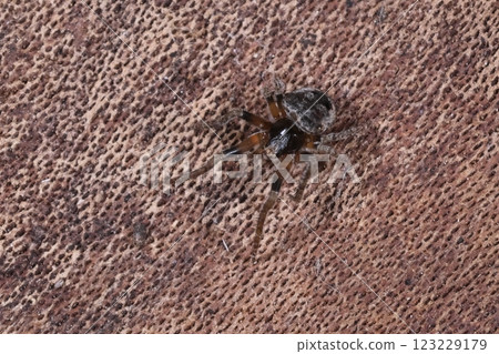 生物：蜘蛛，家蜘蛛，幼年蜘蛛。腿出奇的長，腿根部的顏色也很漂亮。 123229179