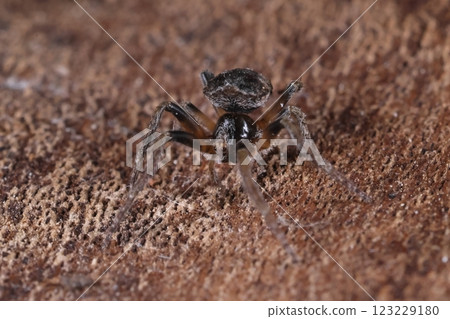 Living creatures: Spiders: The area around the carapace and the base of the legs are hairless. These parts are not visible when the spider is resting with its legs tucked up. 123229180