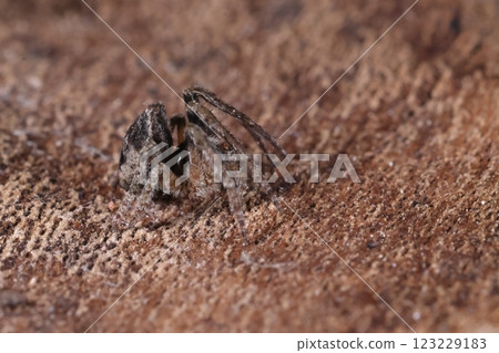 Living creatures: Spiders: Geho spiders, found in a wooded area in Chiba Prefecture. When resting, they fold their legs and body like this. 123229183