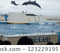 Dolphin Show 123229195