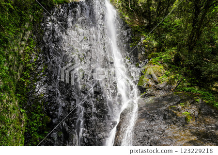 [Japan's 100 Best Waterfalls] Early summer scenery of Saruo Falls, top 4, Kami Town, Mikata District, Hyogo Prefecture 123229218
