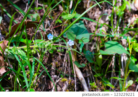 Early summer flowers blooming around Saruo Falls: Yamarurisou, Kami Town, Mikata District, Hyogo Prefecture Early summer flowers blooming around Saruo Falls: Yamarurisou, Kami Town, Mikata District, Hyogo Prefecture 123229221