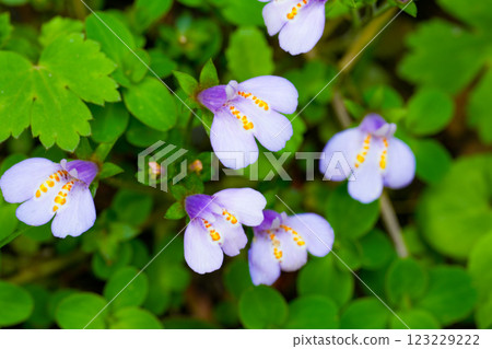 Early summer flowers blooming around Saruo Falls, Purple Moss, Kami Town, Mikata District, Hyogo Prefecture 123229222