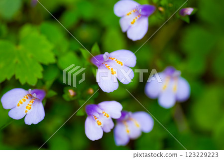 Early summer flowers blooming around Saruo Falls, Purple Moss, Kami Town, Mikata District, Hyogo Prefecture Early summer flowers blooming around Saruo Falls, Purple Moss, Kami Town, Mikata District, Hyogo Prefecture 123229223