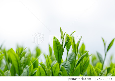 新的綠茶葉特寫 123229273