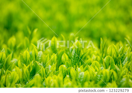新的綠茶葉特寫 新的綠茶葉特寫 123229279