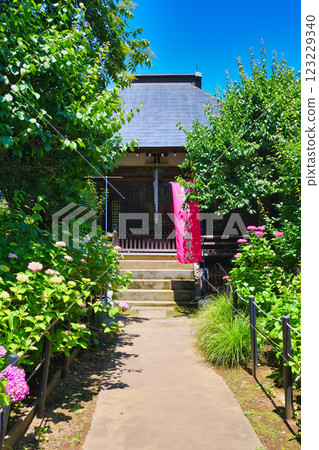 Hondo-ji Temple: Beautiful hydrangeas and Myoro-do Hall (Matsudo City, Chiba Prefecture) 123229340