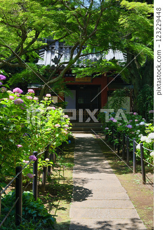 本堂寺：美麗的繡球花林（千葉縣松戶市） 123229448