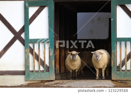 Sheep Livestock Sheepshed...2 Sheep Livestock Sheepshed...2 123229588
