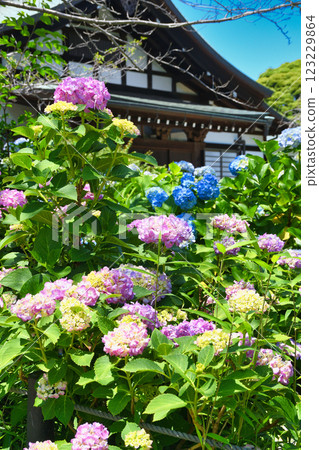 本堂寺的美麗繡球花（千葉縣松戶市） 123229864
