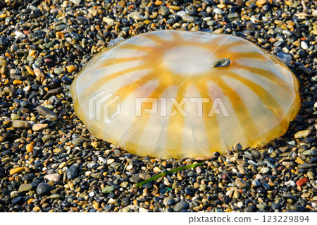 Jellyfish washed up on the Sea of Okhotsk Jellyfish washed up on the Sea of Okhotsk 123229894