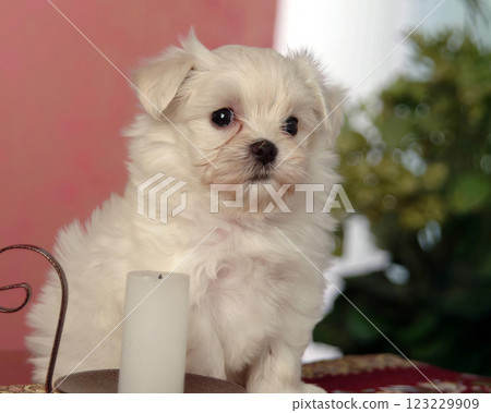 Cute fluffy dog close view portrait background 123229909