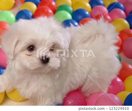 Cute fluffy dog close view portrait background Cute fluffy dog close view portrait background 123229910
