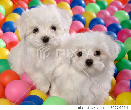 Two cute fluffy dogs close view photo background Two cute fluffy dogs close view photo background 123229914