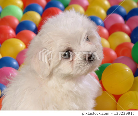 Cute fluffy dog close view portrait background 123229915