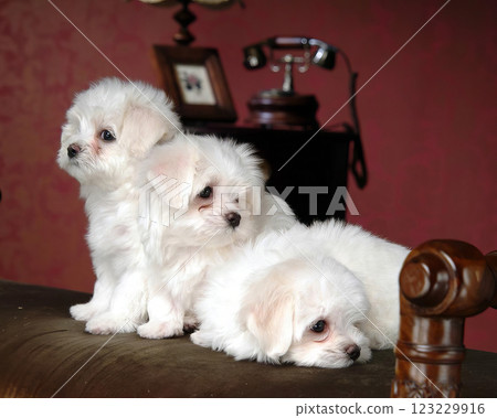 Three cute friendly fluffy dogs close view photo background Three cute friendly fluffy dogs close view photo background 123229916