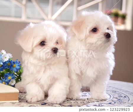Two cute fluffy dogs close view photo background 123229923