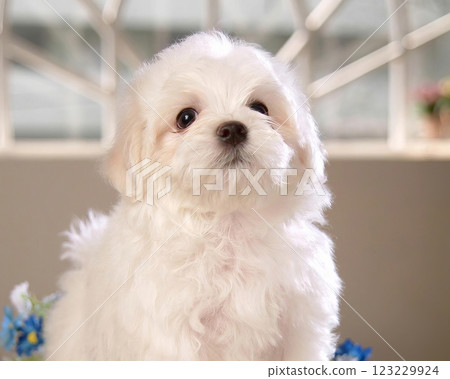 Cute fluffy dog close view portrait background Cute fluffy dog close view portrait background 123229924