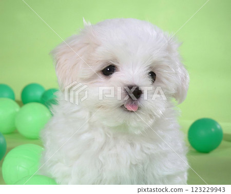 Cute fluffy dog close view portrait background 123229943