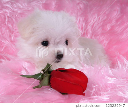 Cute fluffy dog close view portrait background Cute fluffy dog close view portrait background 123229947