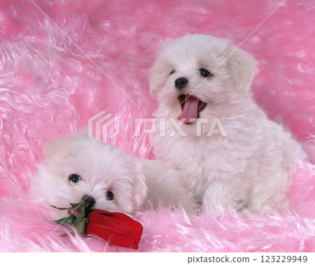 Two cute fluffy dogs close view photo background Two cute fluffy dogs close view photo background 123229949