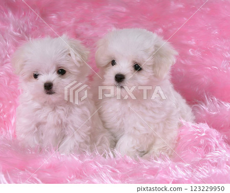 Two cute fluffy dogs close view photo background Two cute fluffy dogs close view photo background 123229950
