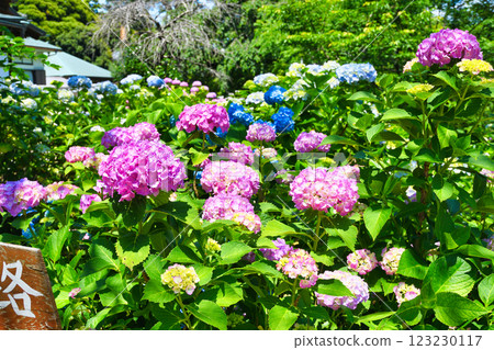 Beautiful hydrangeas at Hondo-ji Temple (Matsudo City, Chiba Prefecture) 123230117