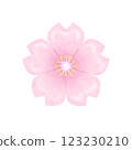 Cherry Blossoms	 123230210