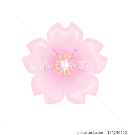 Cherry Blossoms	 123230210