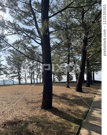 就像冬季公園裡的落葉 123230303