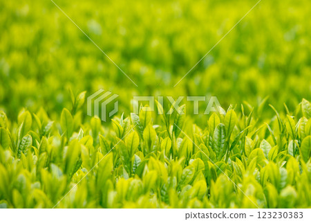 New tea New tea 123230383